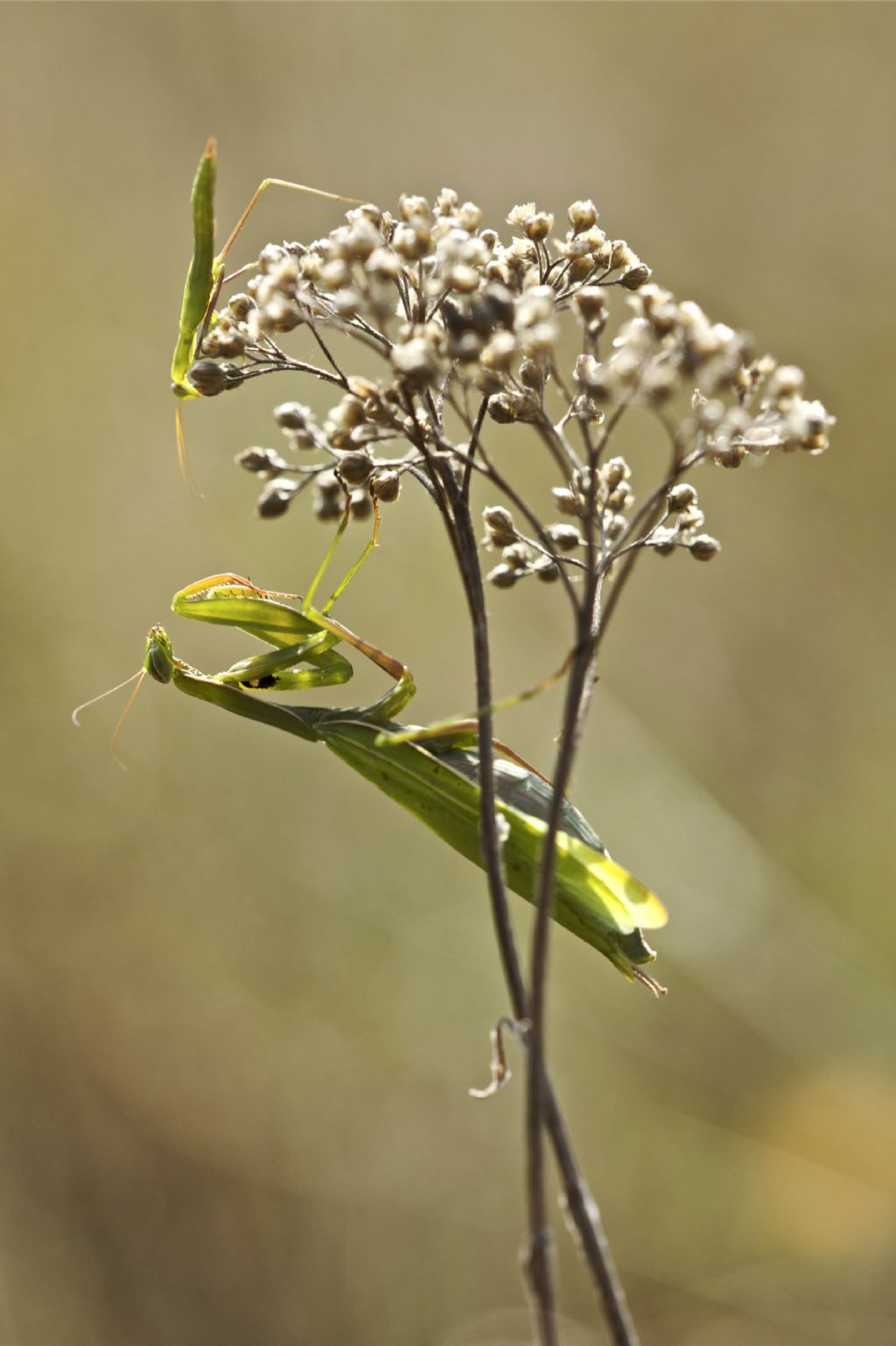 Mantis religiosa